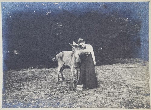 Dame mit zahmen hirsch - mit,
